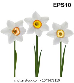 White daffodils (Narcissus poeticus). 3D vector illustration