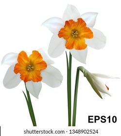 White daffodils (Narcissus poeticus). 3D vector illustration