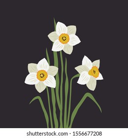 White daffodils on a black background. It can be used as an design element in projects and compositions. Vector illustration