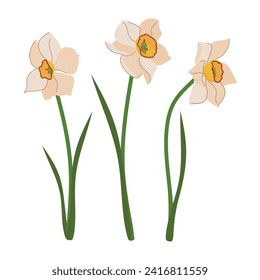 White daffodils set with green leaves in flat style. Cartoon vector illustration of narcissus. Jonquils flower isolated on white background.