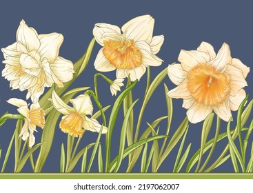 White daffodils and tulips flowers, the early spring flowers. Seamless border pattern, linear ornament, ribbon Vector illustration. In botanical style