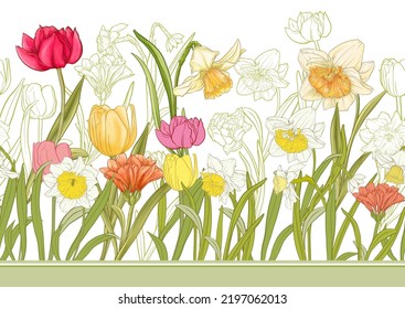 White daffodils and tulips flowers, the early spring flowers. Seamless border pattern, linear ornament, ribbon Vector illustration. In botanical style