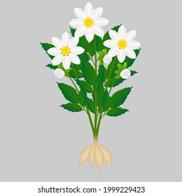 White dahlias with roots on a white background.