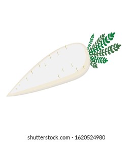white  daikon vector illustration vegetables