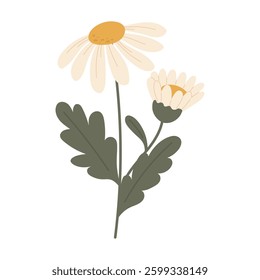 White daisies in bloom. Decorative element. Vector 