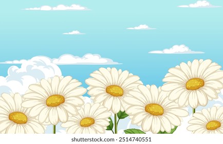 White daisies blooming beneath a bright blue sky