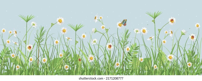 White daisies. Delicate illustration. Summer landscape of green field herbs and flowers. Ladybug, caterpillar and butterfly in the meadow. Horizontal vector panorama. background design decoration