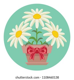 White daisies flowers in a pot with a red bow. Vector illustration of camomile in a simple flat style. Icon, banner, card.