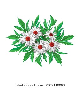 white daisies flowers vector illustration, flower bouquet