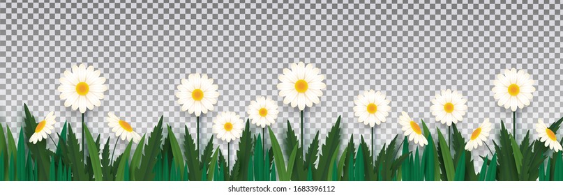 White daisies in grass on isolated on transparent background. Paper style. Template for banner, poster, presentation. Vector