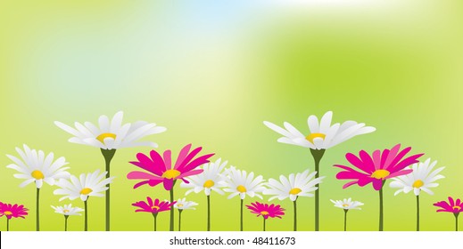 white daisies and hot purple daisies on soft green background