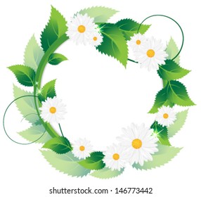 White daisies and lush foliage on a white background