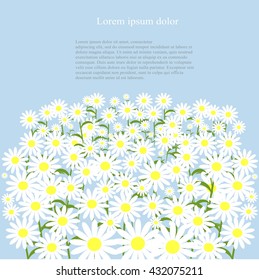 White daisies on blue background, lorem ipsum, vector illustration 
