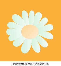 White daisies on a light background