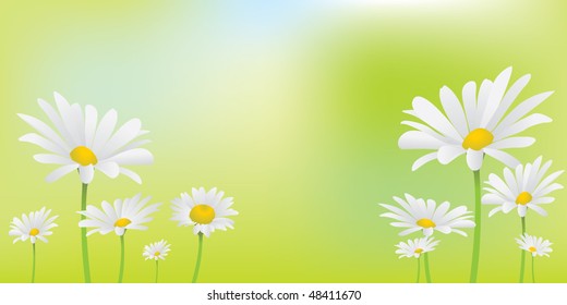 white daisies on soft green background