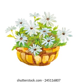 White daisies in the pot on the white background. Summer flowers. Watercolor vector illustration.