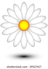 white daisy