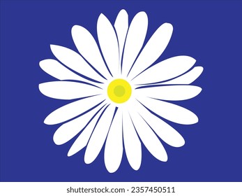 white daisy beautiful flower on a blue background.

