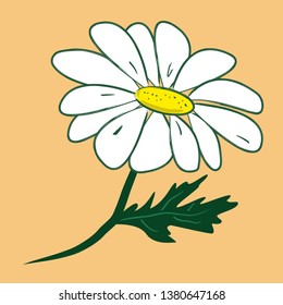 White daisy chamomile. Floral element, hand drawn botanical illustration.