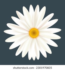 White Daisy Chamomile Flower Isolated On Charcoal Background