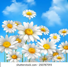 White daisy chamomile flowers on blue sunny summer sky background vector illustration