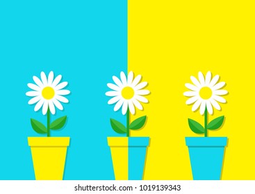 White daisy chamomile icon. Three flower pot set. Cute plant collection. Love card. Camomile Growing concept. Flat design. Bright blue yellow colorful background. Template Isolated Vector illustration