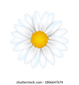 Camomile de margarita blanca aislada en un fondo blanco. Vista realista del techo de flores en 3d. Ilustración vectorial para diseño, impresión, web.