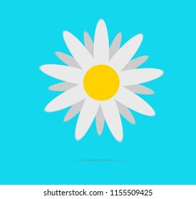 White daisy chamomile vector illustration design