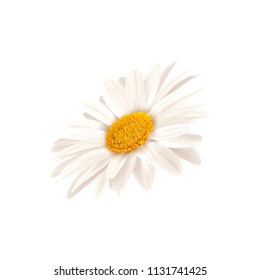 White daisy close-up isolated on white background