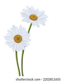 White Daisy Flower Bloom Painting 