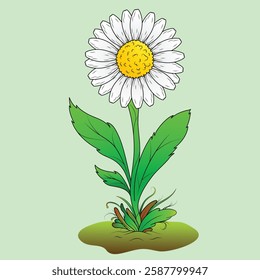 White daisy flower with branches and leaves. Front cartoon daisy flower. Flat flowers illustration.
