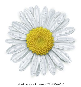 White daisy flower with dew drops isolated on white background