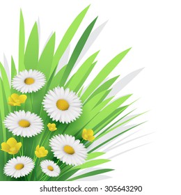 White daisy flower and grass for nature background. Vector illustration