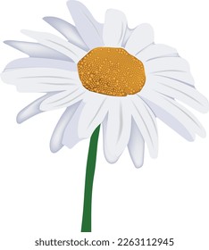 White Daisy Flower with green stem-