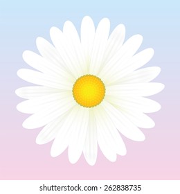 White daisy flower. Isolated vector illustration on light pink to blue background.