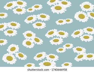 White Daisy flower on blue background.