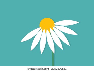 White daisy flower on blue background flat design illustration.