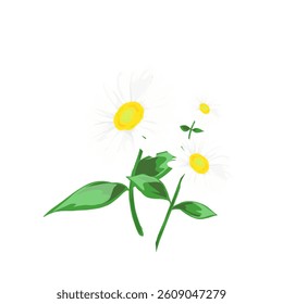 white daisy flower plant without background