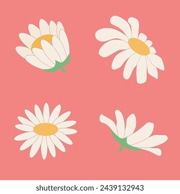 Progresión de la flor de margarita blanca sobre fondo rosa