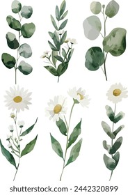 White daisy flower set of blooming plant watercolor illustration on white background. Elements for romantic floral decoration, wedding bouquet or valentine greeting card