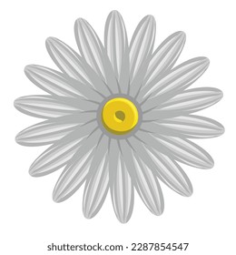 White daisy flower vector, white flower vector