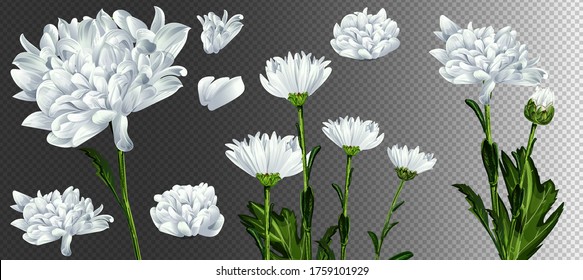 White Daisy flower vector background. Chamomile blossom illustration. White Daisy realistic illustration of a transparent background