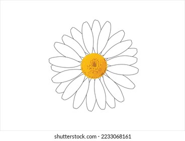 white daisy flower vector hand drawn 