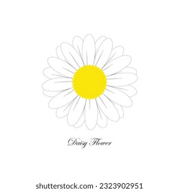 White Daisy Flower vector illustration.