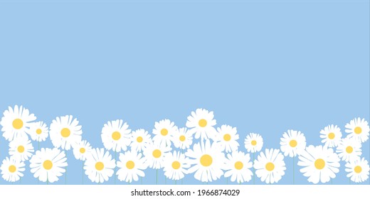 White daisy flower with yellow pollen and branch on pastel blue background for page, wallpaper floral at bottom and space.