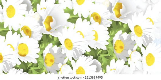 white daisy flowers in green grass