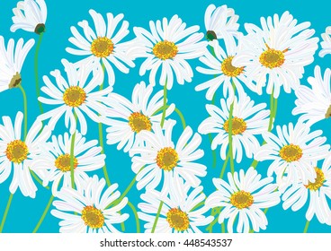 white daisy flowers isolated drawing .vector illustration