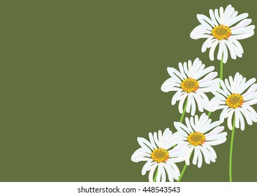 white daisy flowers isolated drawing .vector illustration