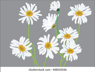 white daisy flowers isolated drawing .vector illustration