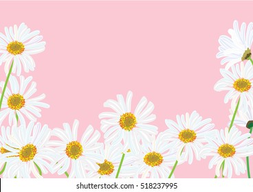 white daisy flowers isolated drawing .vector illustration